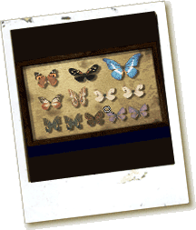 Butterfly Puzzle